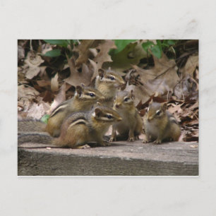 5 Baby Chipmunks Postcard