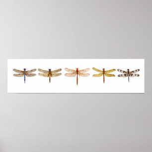 5 Dragonflies Poster