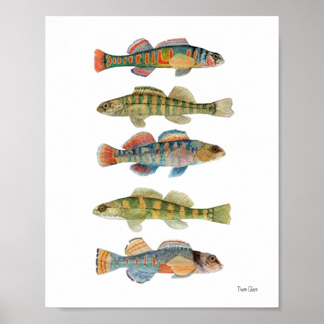 5 Freshwater Darters Poster (Front)