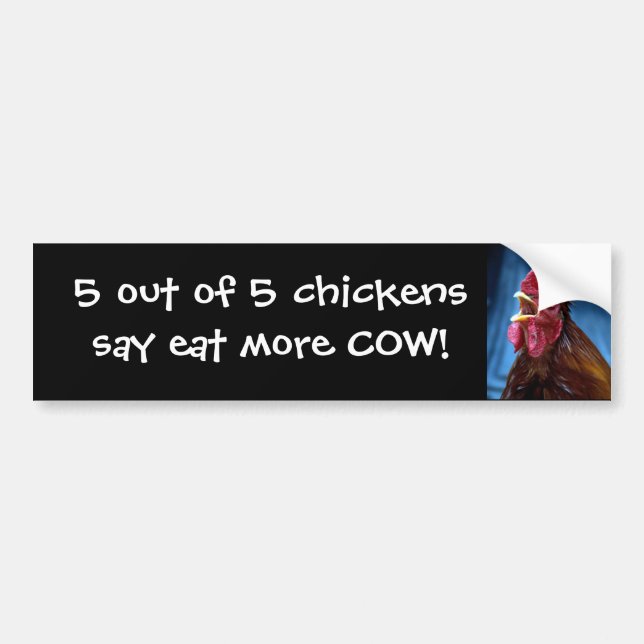 5 out of 5 chickens say.... bumper sticker (Front)