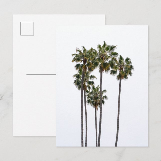 5 Palms Postcard (Front/Back)