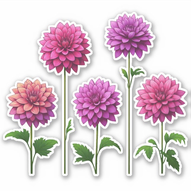 5 Pink - Purple Dahlia (bright) (Front)