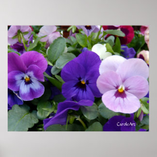 5 Purple Lavender Blue Pansies Poster