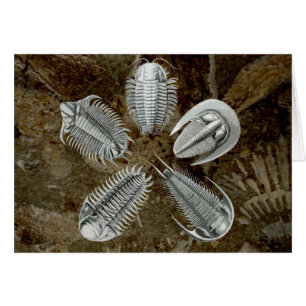 5 Trilobites Card