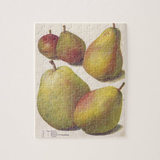 5 vintage pears illustrated jigsaw puzzle (Vertical)