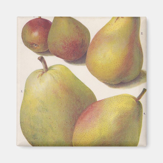 5 vintage pears illustrated magnet (Front)