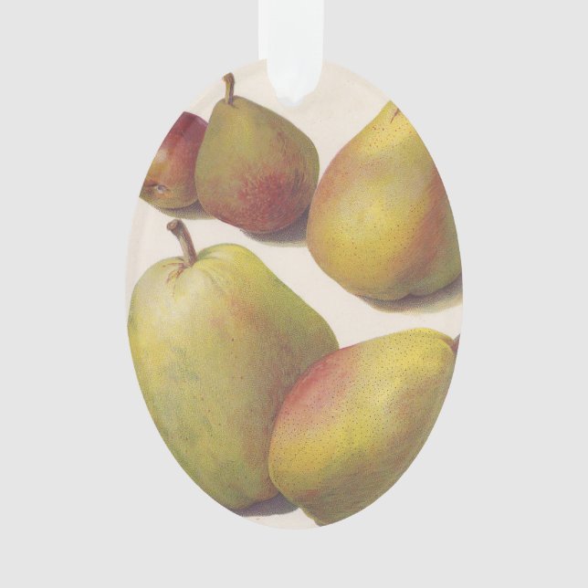 5 vintage pears illustrated ornament (Front)