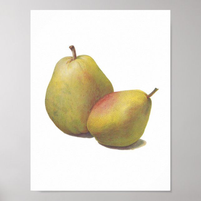 5 vintage pears illustrated poster (Front)