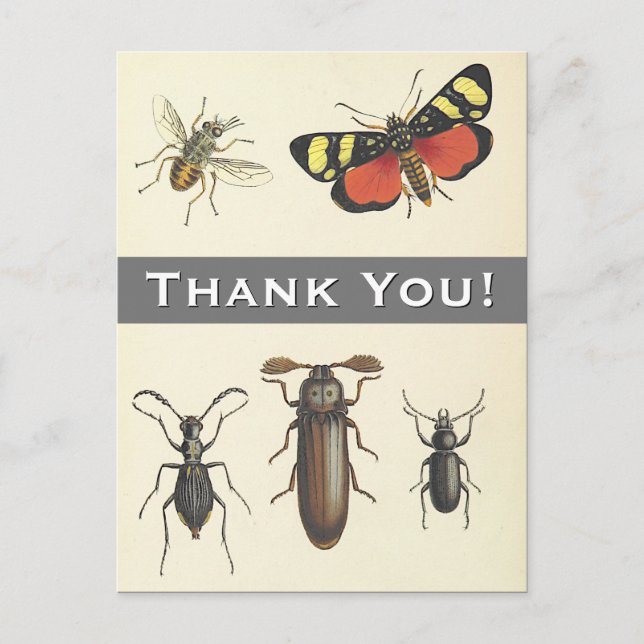 5 Vintage Style Insects "Thank You!" Postcard (Front)