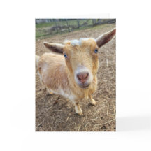 5"x7" Folded Card || Ginger