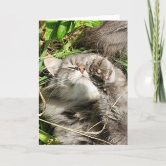5"x7" Folded Card || Granite Cat Nap