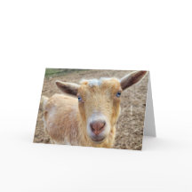 5"x7" Folded Card-h || Ginger