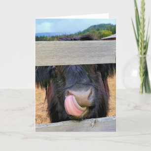 5"x7" Folded Card    Scottish Highland Cow