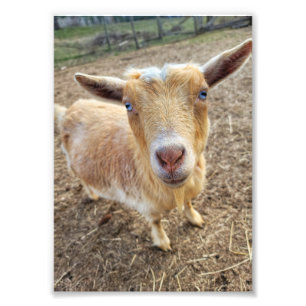 5"x7" Photo Print    Ginger