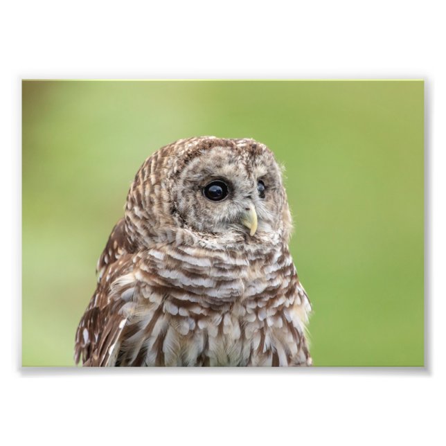 5x7 Barred Owl Portrait Photo Print (Front)