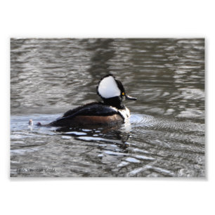 5X7 Hooded Merganser Duck Photo Print