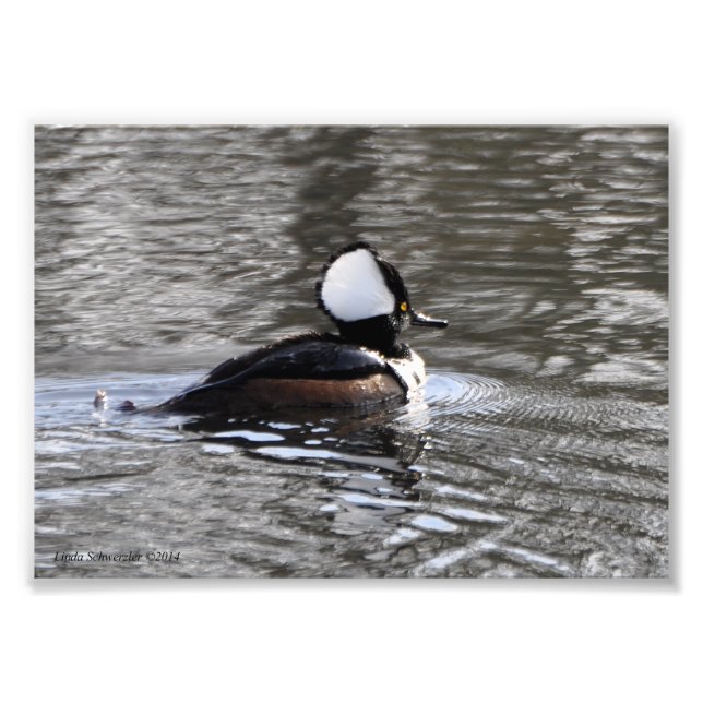 5X7 Hooded Merganser Duck Photo Print (Front)