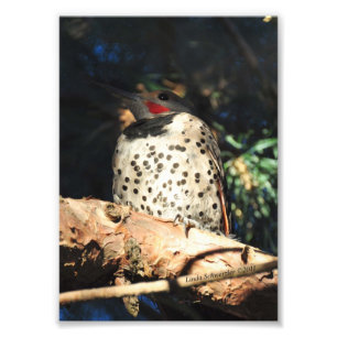 5X7 Northern Flicker Photo Print