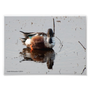 5X7 Northern Shoveler Duck Photo Print