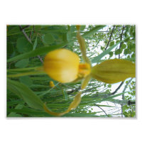 5x7 Photo Print