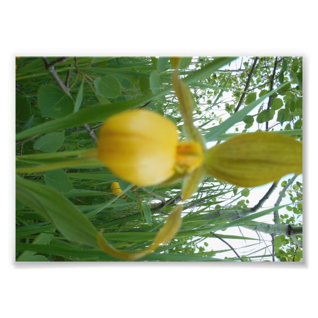 5x7 Photo Print (Front)