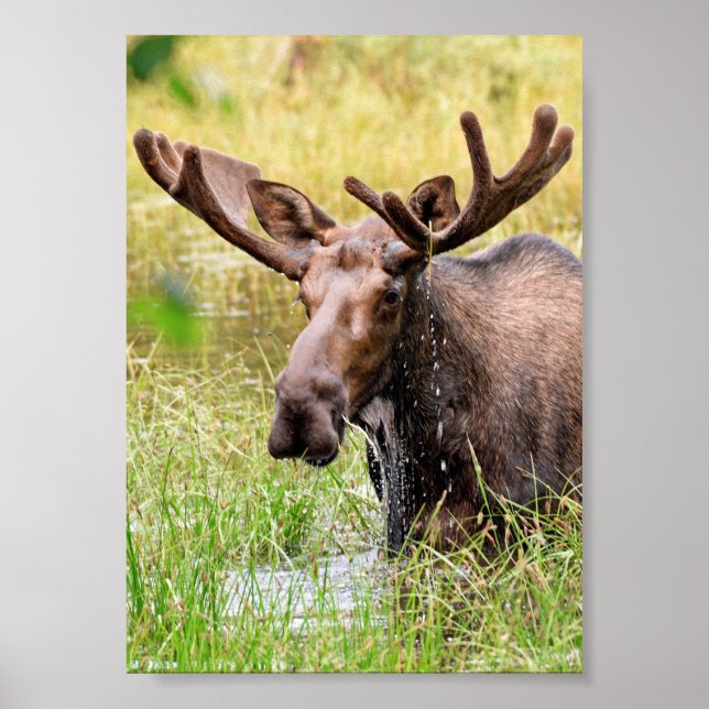 5x7 Poster Paper (Matte) of moose (Front)