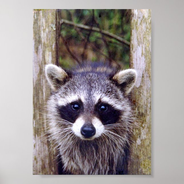 5x7 Poster Paper (Matte) of raccoon (Front)