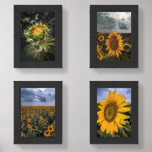 5x7 Print (Set of 4)