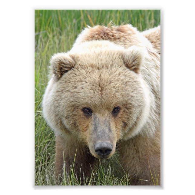 5x7 Satin photo of grizzly bear (Front)