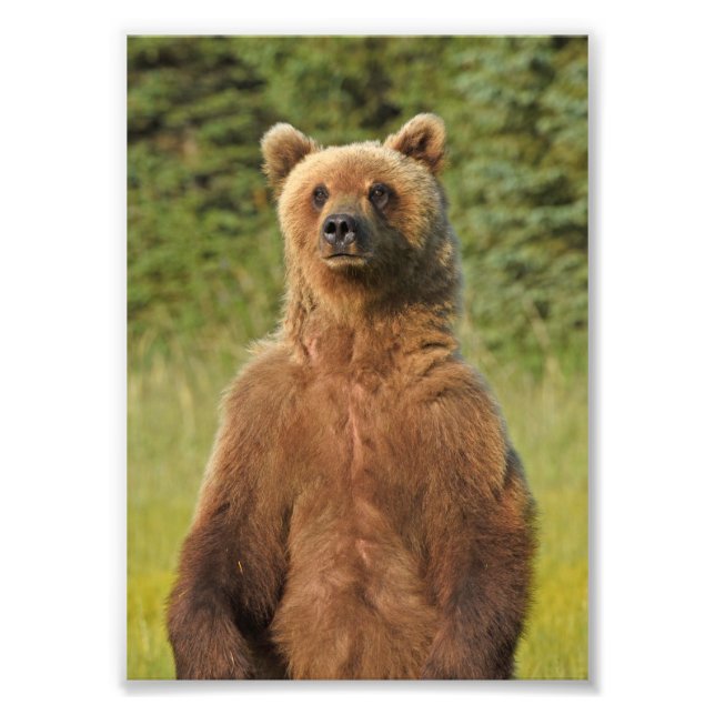 5x7 Satin photo of grizzly bear (Front)