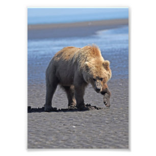 5x7 Satin photo of grizzly bear Print