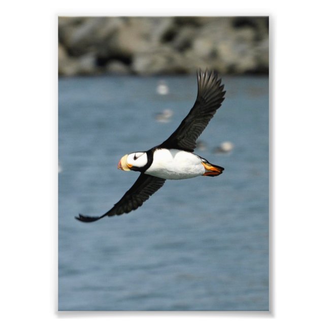 5x7 Satin photo of puffin (Front)