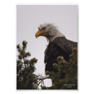 5X7 Wet Bald Eagle Photo Print