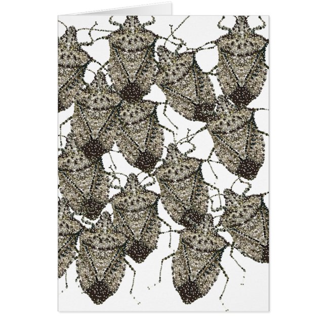 6-07-14 stink bugs rev.png (Front)