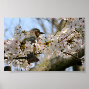 6×4 Cherry Blossom Birdie Jeju Island South Korea Poster