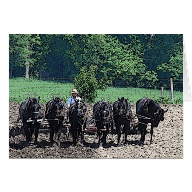 6 Beautiful Draught Horses at Work (Front Horizontal)