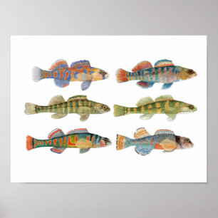 6 Freshwater Darter Species Poster