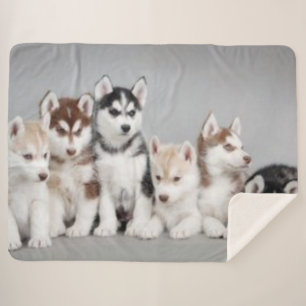6 HUSKY PUPPIES SHERPA BLANKET