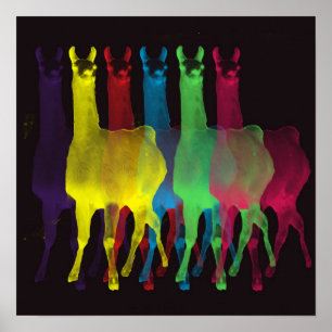 6 llamas 6 colors canvas with black background poster