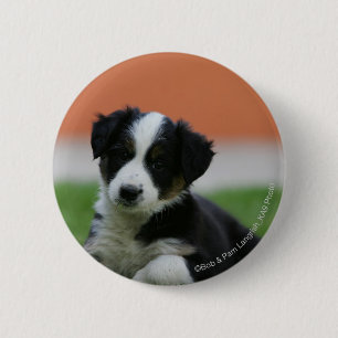 6 Week Old Border Collie Cm Round Badge