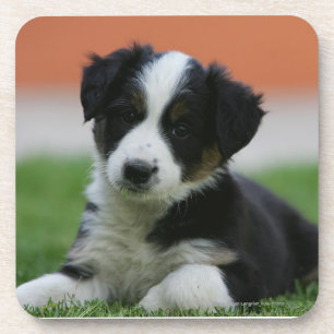6 Week Old Border Collie Coaster