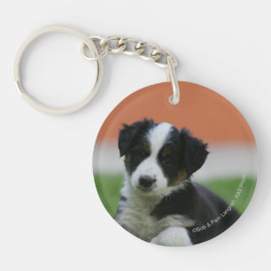 6 Week Old Border Collie Key Ring