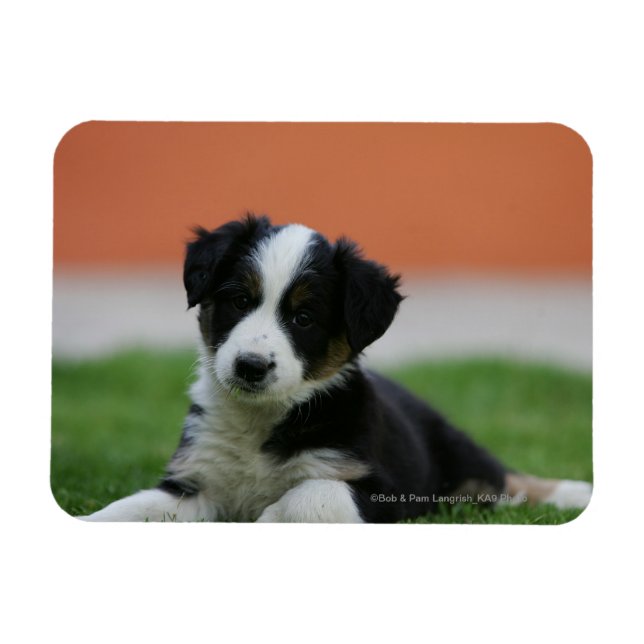 6 Week Old Border Collie Magnet (Horizontal)