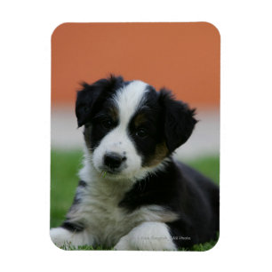6 Week Old Border Collie Magnet