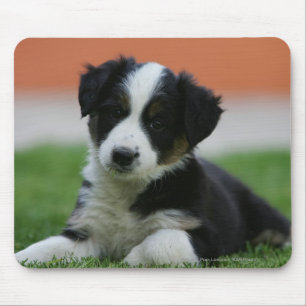 6 Week Old Border Collie Mouse Mat