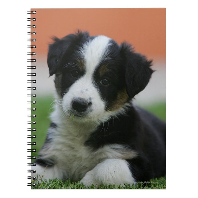 6 Week Old Border Collie Notebook (Front)