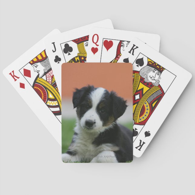 6 Week Old Border Collie Playing Cards (Back)