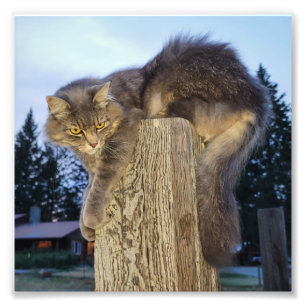 6"x6" Photo Print    Cathletic Cat