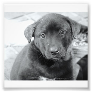 6" x 4", Kodak Professional Photo Paper (Satin)