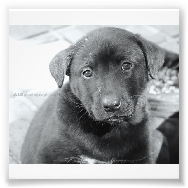 6" x 4", Kodak Professional Photo Paper (Satin) (Front)